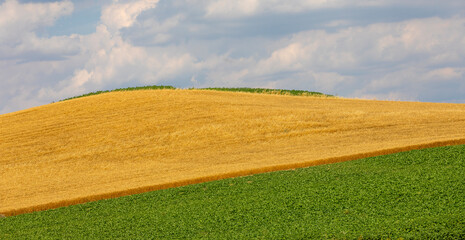 Obraz premium yellow and green field and magnificent sky