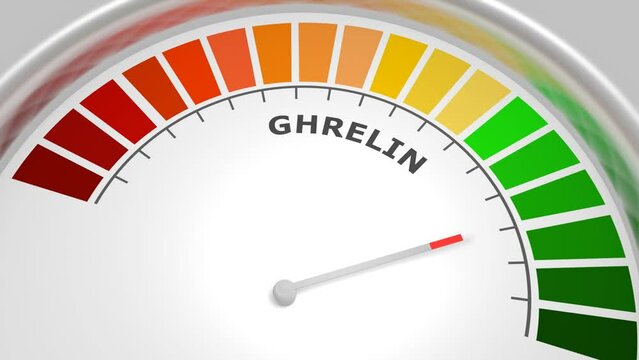 Ghrelin good level on measure scale. Instrument scale with arrow. Colorful infographic element. The hunger hormone, also known as lenomorelin, a peptide hormone produced in the gastrointestinal tract