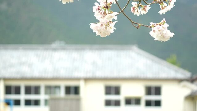 満開の桜と木造校舎