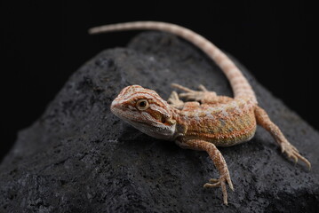 Bearded dragon on the rock 