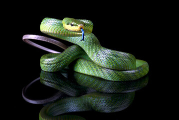 The red-tailed racer on a black background