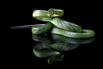 The red-tailed racer on a black background