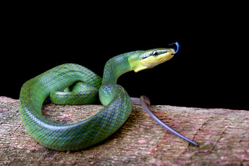 The red-tailed racer on a black background