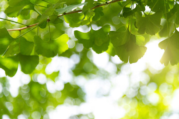 Background of ginkgo tree leaves