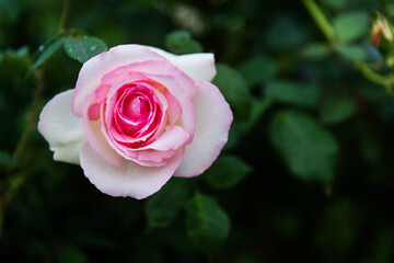 Pink rose flower blooming in the garden