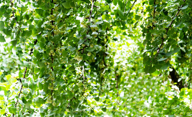 Fototapeta premium Background of ginkgo leaves and fruits