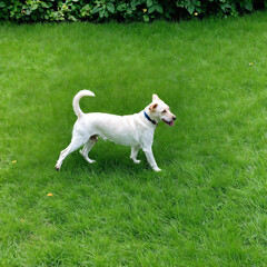 Happy pet dog playing on green grass lawn in full length portrait on summer day