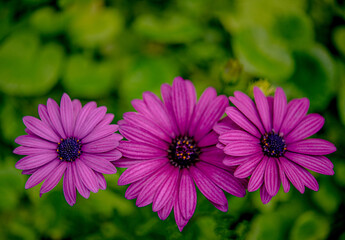 Three beautiful red-purple flowers are blooming.