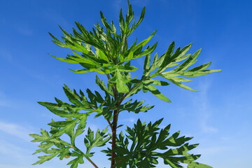 Artemisia vulgaris Common Wormwood Mugwort flower - 784284877