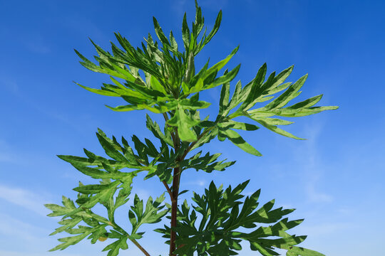 Artemisia vulgaris Common Wormwood Mugwort flower