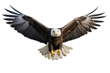 Eagle flying , Isolated on transparent background.