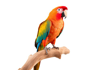 Obraz premium Single multi-colored parrot Perched on a wooden perch, Isolated on transparent background.