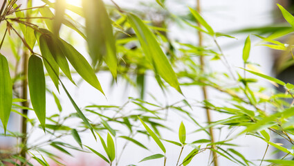 Obraz premium Background of green bamboo leaves