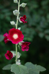 Flowering common hollyhock (Alcea rosea) plants with dark red flowers in summer garden