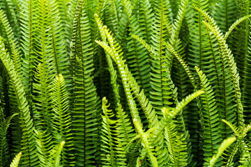 Background of Boston fern leaves