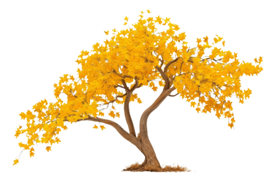 Sad tree, yellow leaves, bent trunk, isolated on transparent background.