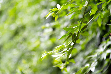 Background of beautiful green leaves