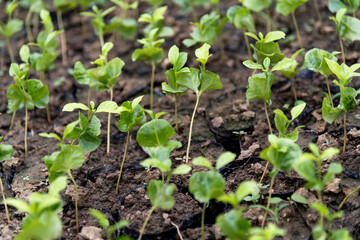 Coffee seedlings in the plantation
