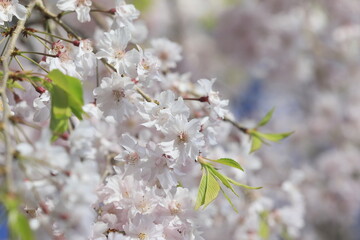 日本の桜