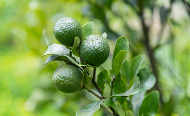 Small green citrus on the tree