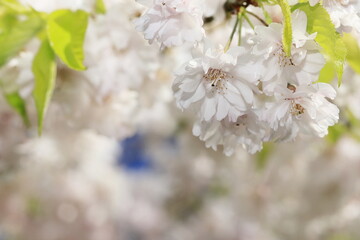 日本の桜