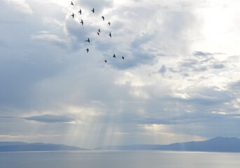 Seagull birds flying over the water with sun rays background. Bird Flying over Sun Rays. Scenic...