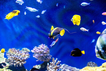 Obraz na płótnie Canvas Tropical reef fish