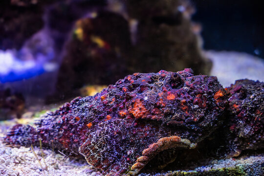 Reef stone fish (Synanceia verrucosa) underwater. This is a predatory ray-finned fish with poisonous spines. Lives among corals and reefs
