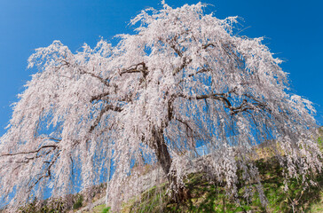 日本の岐阜県下呂市の四美・岩太郎の枝垂れ桜