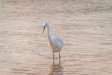 Great egret (Ardea alba), a medium-sized white heron fishing on the sea beach