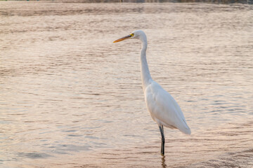 Great egret (Ardea alba), a medium-sized white heron fishing on the sea beach
