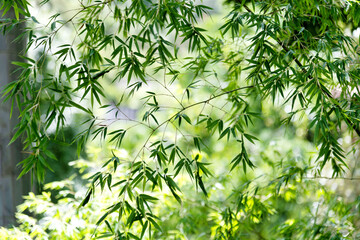 Background of green bamboo leaves