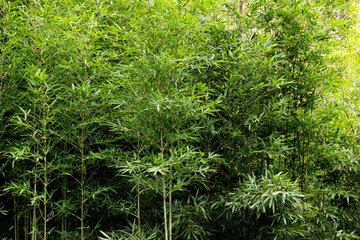 Background of green bamboo forest