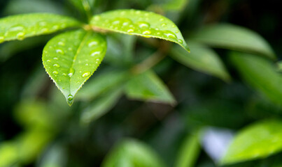 Green leaf with water drops