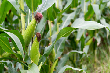 Corn cob in the field