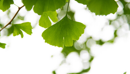 Background of ginkgo tree leaves