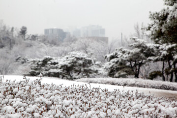 View of the snowing park