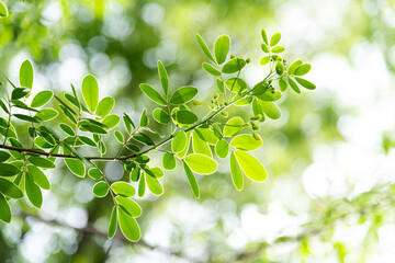 Background of senna bicapsularis leaf
