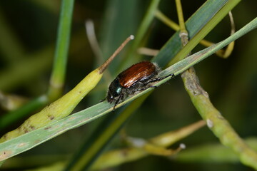 Gartenlaubkäfer, Phyllopertha horticola