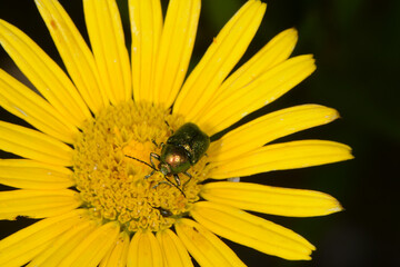 Fallkäfer, Cryptocephalus hypochaeridis