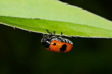 Ameisensackkäfer, Clytra laeviuscula