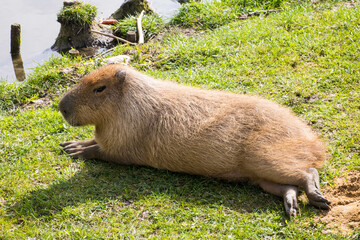 Kapibara - obrazy, fototapety, plakaty