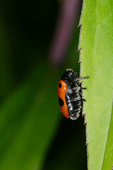 Ameisensackkäfer, Clytra laeviuscula