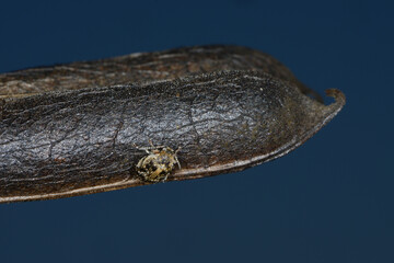 Ackerbohnenkäfer,  Pferdebohnenkäfer,  Bruchus rufimanus