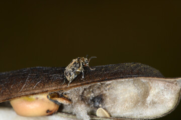 Ackerbohnenkäfer,  Pferdebohnenkäfer,  Bruchus rufimanus