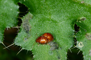 Blattkäfer,  Neocrepidodera transversa