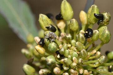 Gefleckte Kohltriebrüssler, Ceutorhynchus pallidactylus, Rapsglanzkäfer,  Meligethes aeneus F.