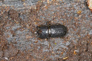 Buchdrucker; Großer achtzähniger Fichtenborkenkäfer