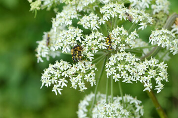 Gefleckte Schmalbock,  Rutpela maculata