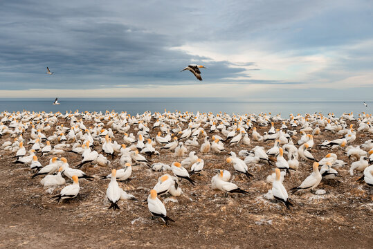 Flock of Gannet seabirds at Cape Kidnappers in New Zealand